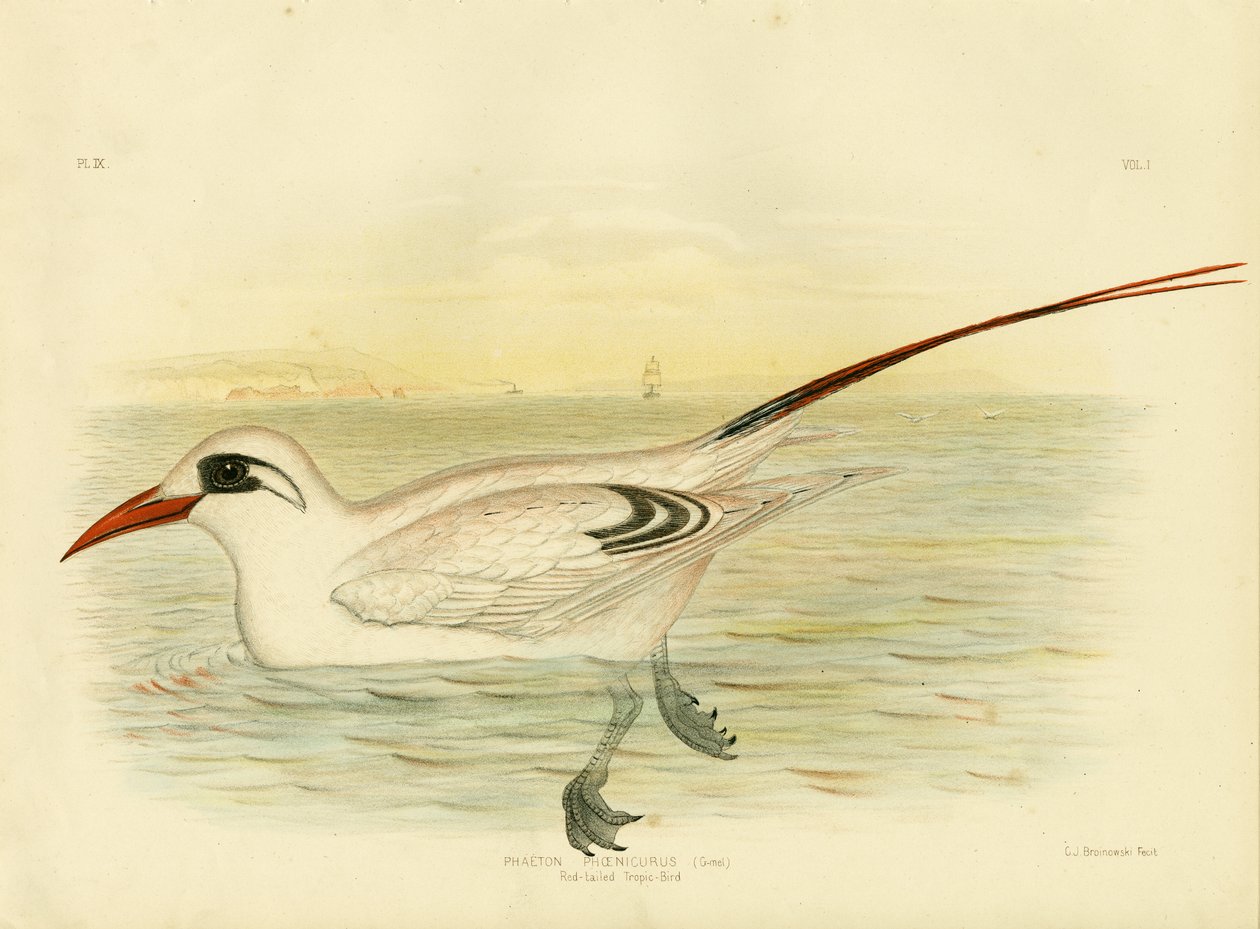 红尾Tropicbird，1891年 作者 格拉西乌斯·布罗诺诺夫斯基
