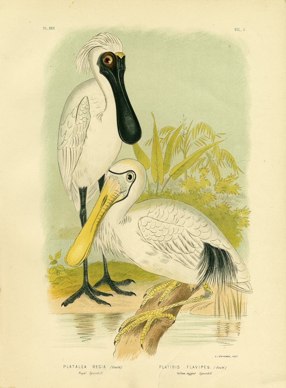 Royal Spoonbill，1891 作者 格拉西乌斯·布罗诺诺夫斯基