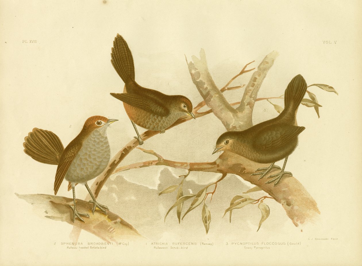 Rufescent Scrub-Bird，1891 作者 格拉西乌斯·布罗诺诺夫斯基