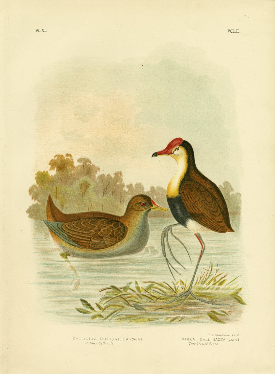 红褐色的Gallinule或红褐色的Waterhen，1891年 作者 格拉西乌斯·布罗诺诺夫斯基