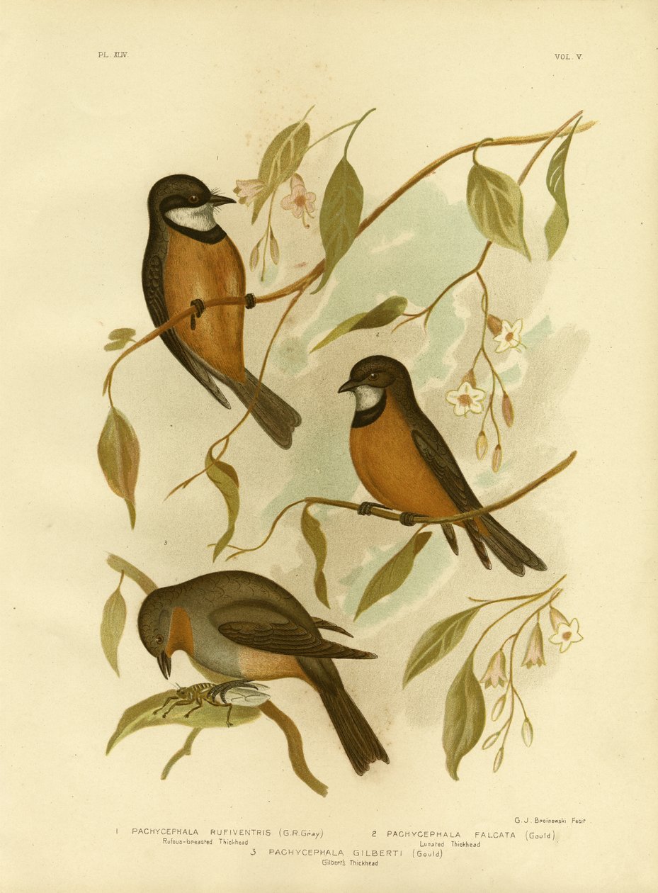 鲁菲斯惠斯勒，1891年 作者 格拉西乌斯·布罗诺诺夫斯基