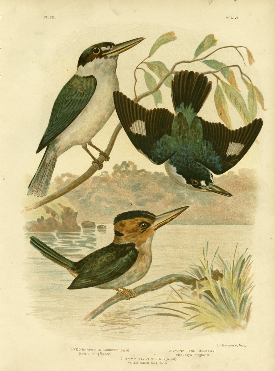 Sardid Kingfisher，1891年 作者 格拉西乌斯·布罗诺诺夫斯基