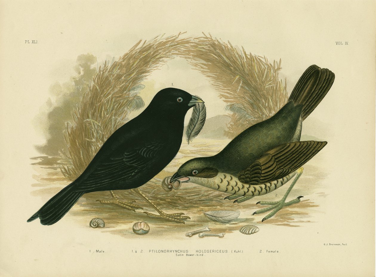Satin Bowerbird，1891 作者 格拉西乌斯·布罗诺诺夫斯基