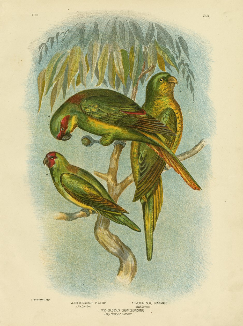 Scaly-Breasted Lorikeet，1891年 作者 格拉西乌斯·布罗诺诺夫斯基
