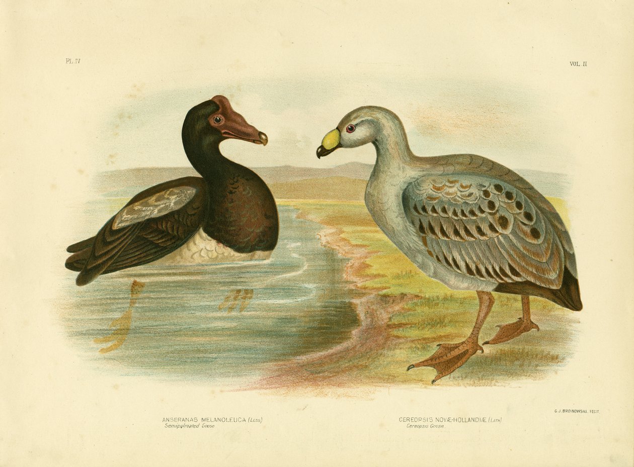 Semipalmated Goose或Magpie Goose，1891 作者 格拉西乌斯·布罗诺诺夫斯基