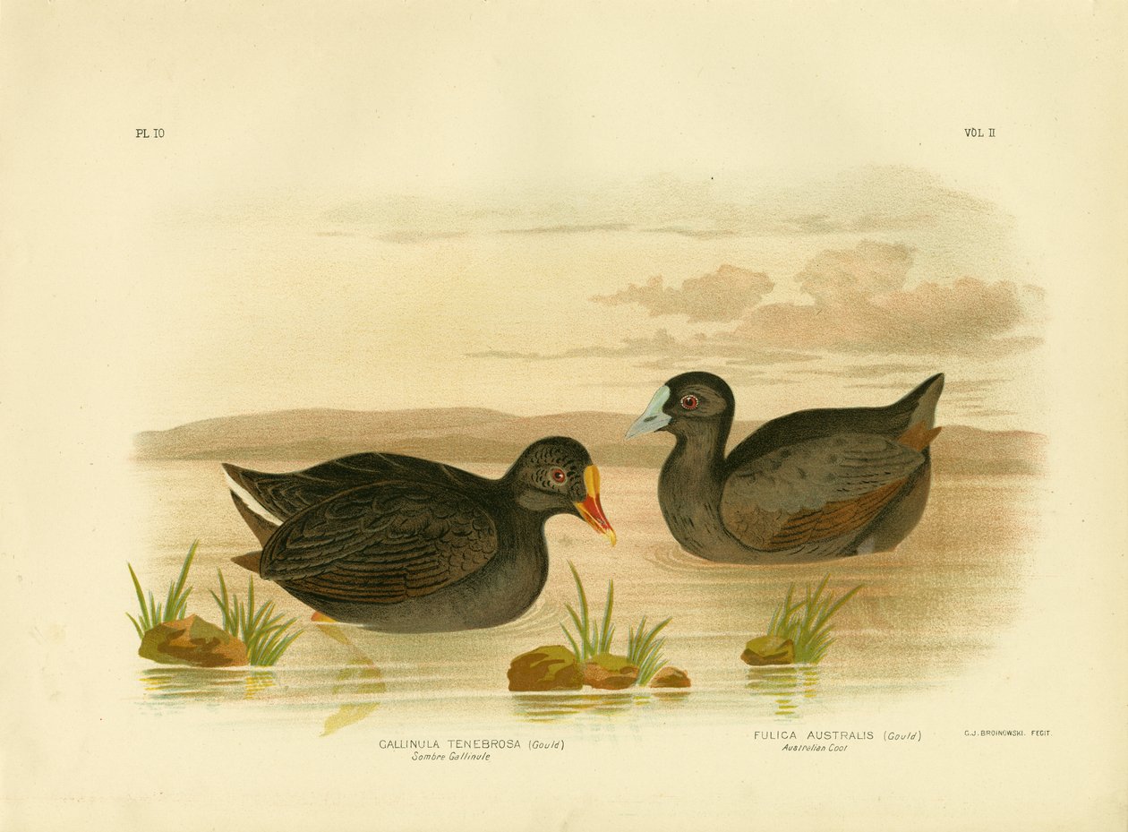 Sombre Gallinule或Dusky Moorhen，1891年 作者 格拉西乌斯·布罗诺诺夫斯基