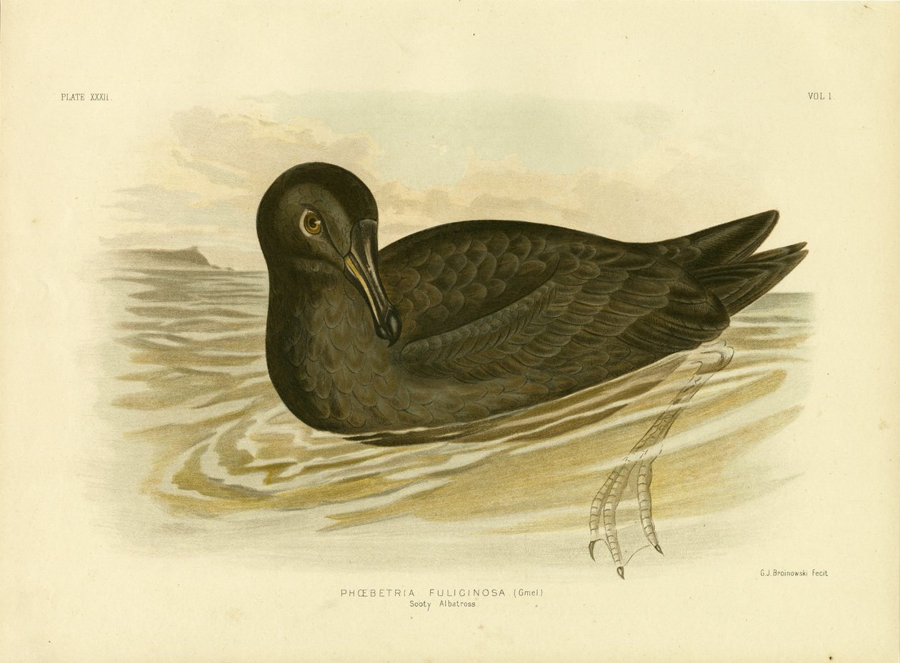 Sooty Albatross，1891 作者 格拉西乌斯·布罗诺诺夫斯基
