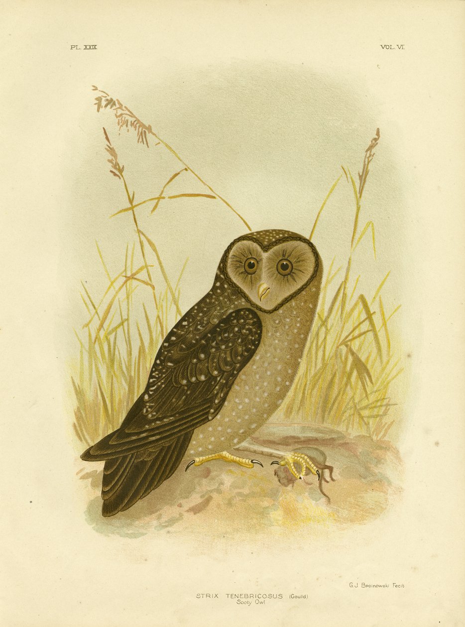 Sooty Owl，1891年 作者 格拉西乌斯·布罗诺诺夫斯基
