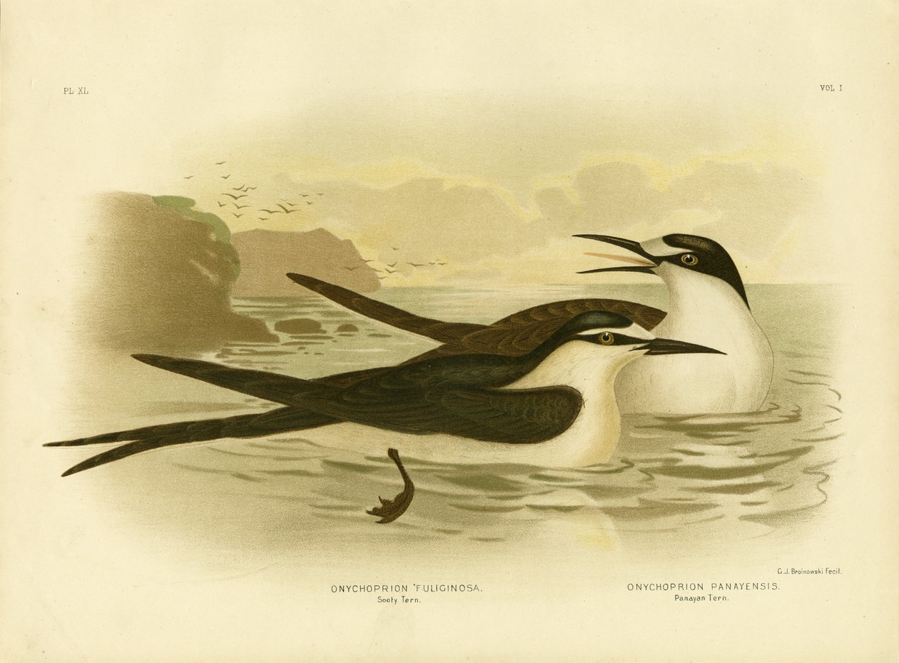Sooty Tern，1891年 作者 格拉西乌斯·布罗诺诺夫斯基