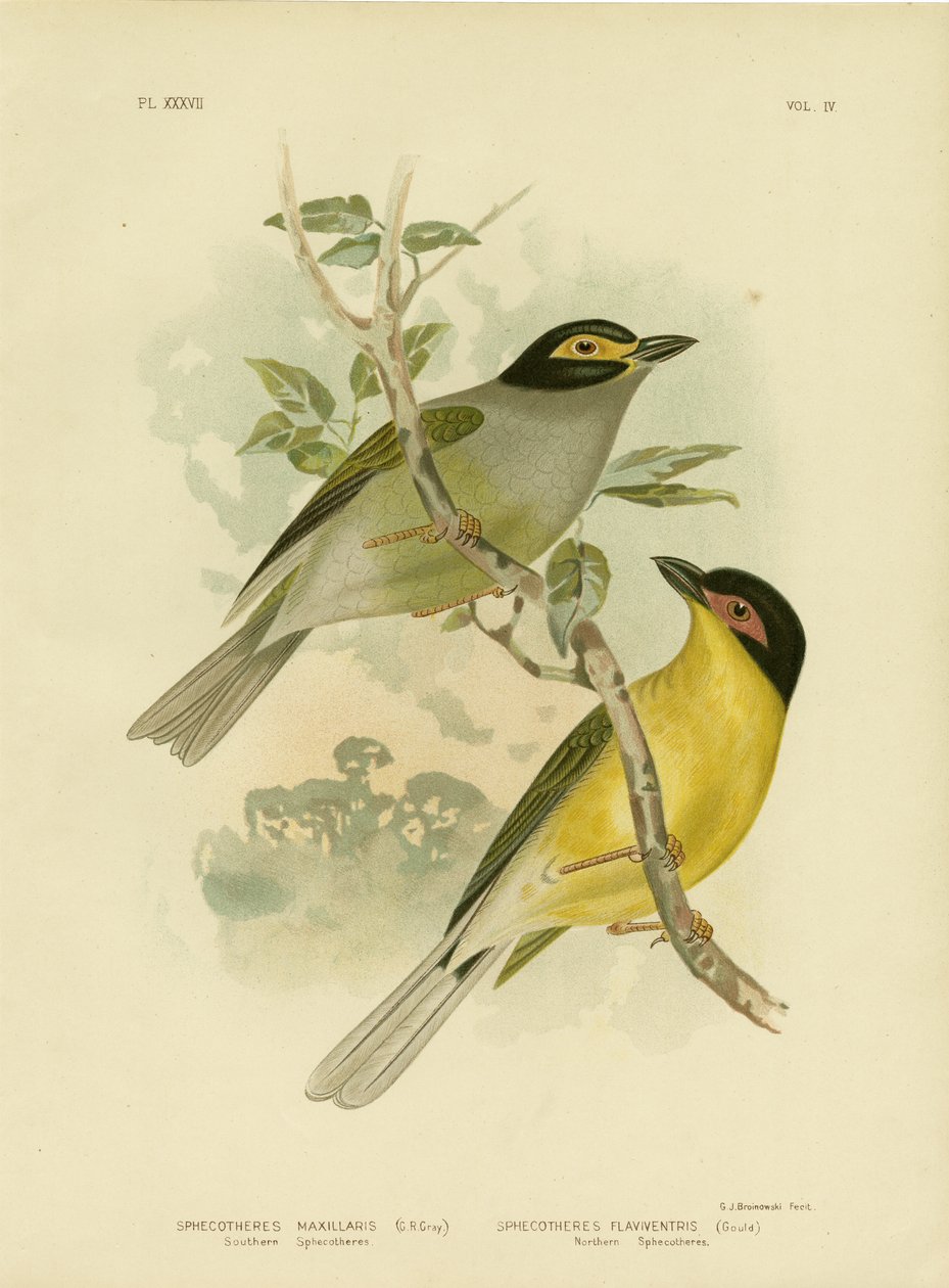 Southern Sphecotheres或Australasian Figbird，1891 作者 格拉西乌斯·布罗诺诺夫斯基