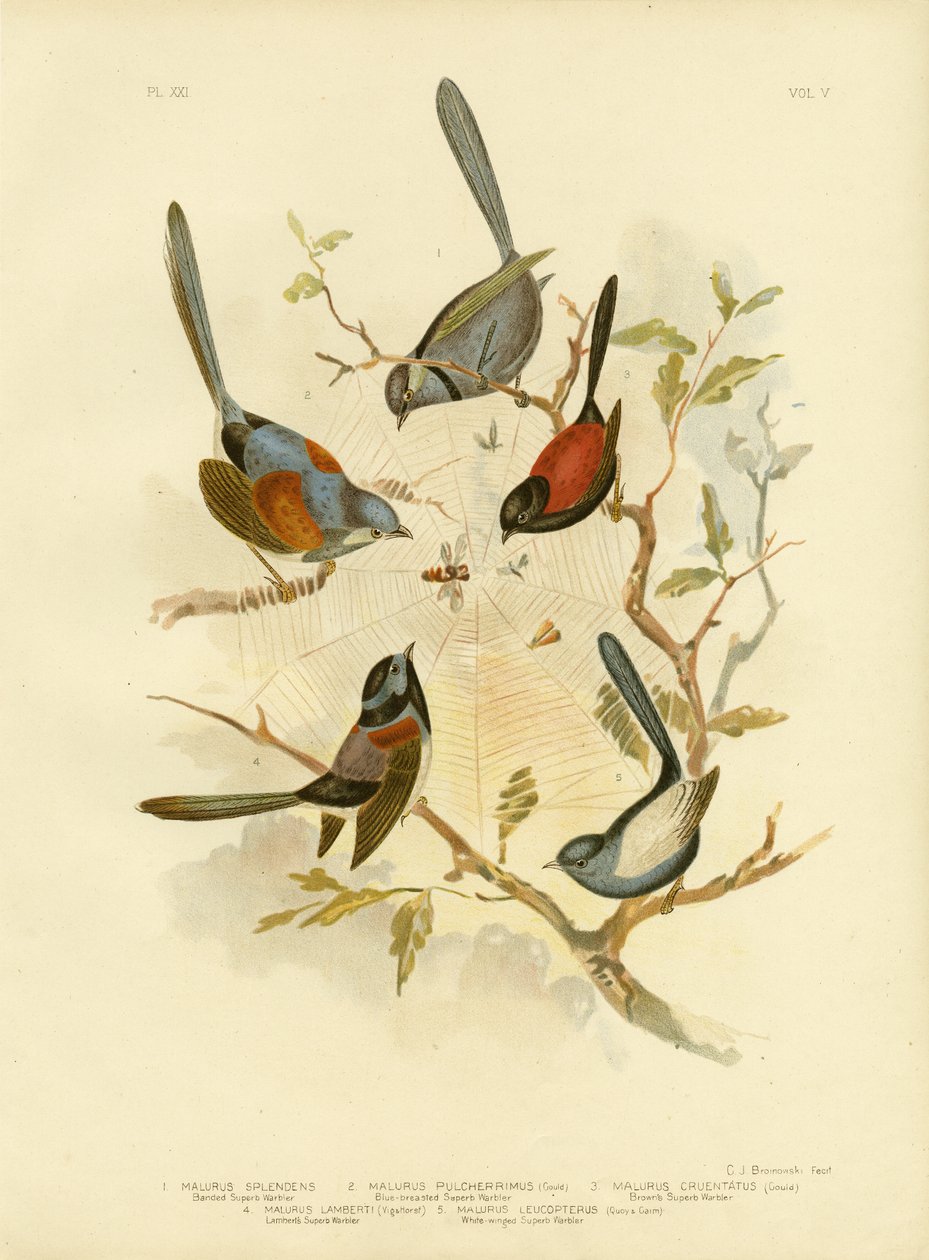Splendid Fairywren，1891 作者 格拉西乌斯·布罗诺诺夫斯基