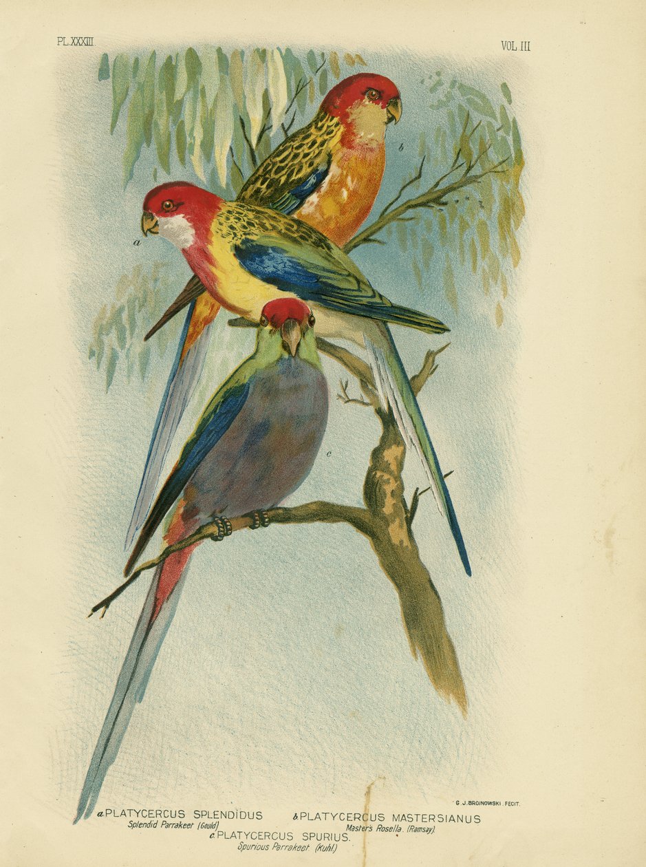 灿烂的长尾小鹦鹉，1891年 作者 格拉西乌斯·布罗诺诺夫斯基