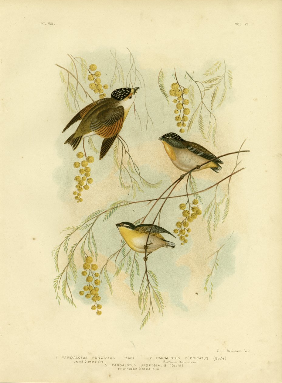 斑点的Diamondbird或斑点Pardalote，1891年 作者 格拉西乌斯·布罗诺诺夫斯基