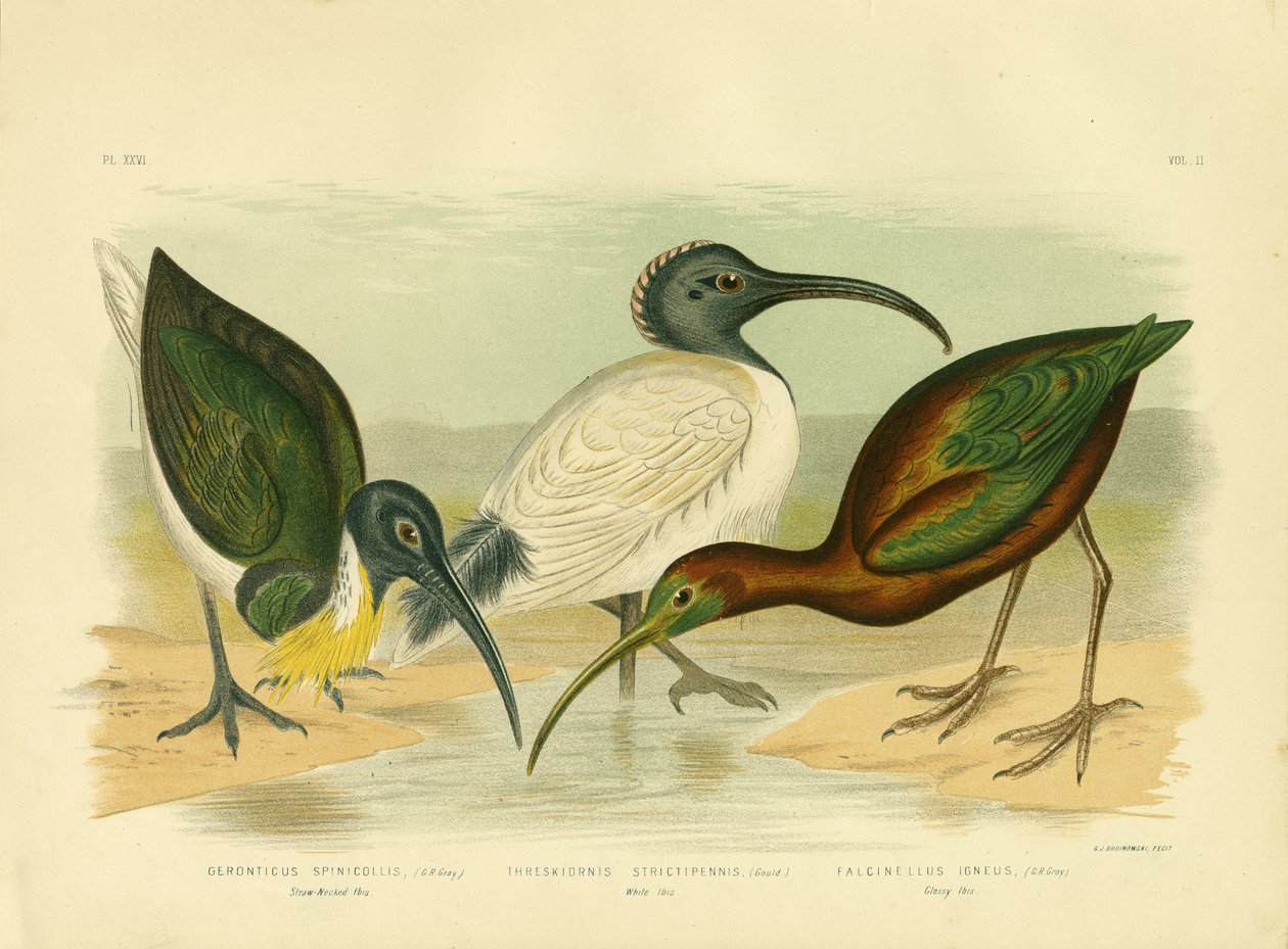Straw-Necked Ibis，1891 作者 格拉西乌斯·布罗诺诺夫斯基