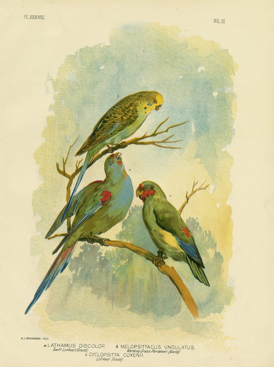 Swift Lorikeet，1891年 作者 格拉西乌斯·布罗诺诺夫斯基