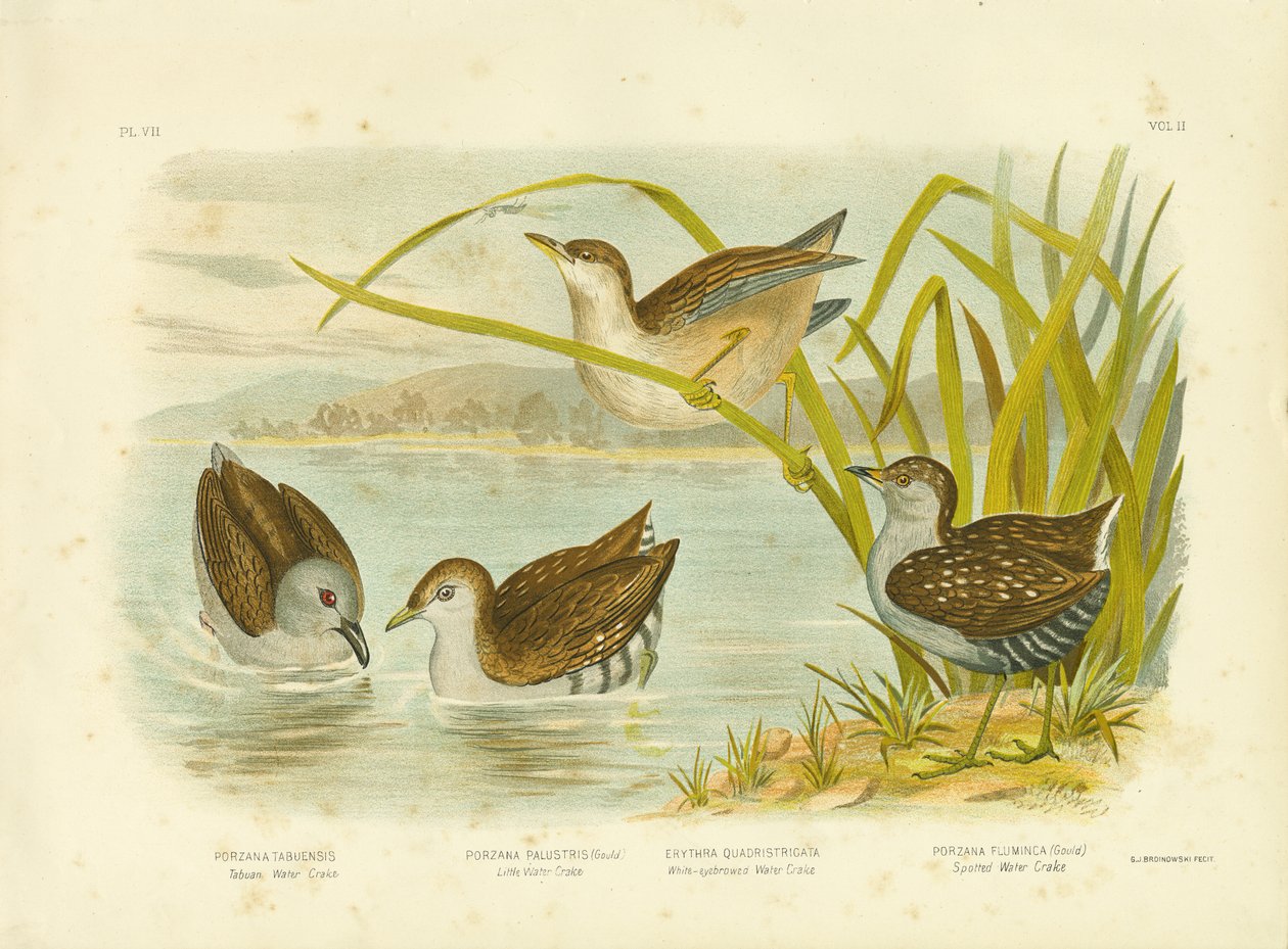 Tabuan Water Crake或Sooty Crake，1891 作者 格拉西乌斯·布罗诺诺夫斯基