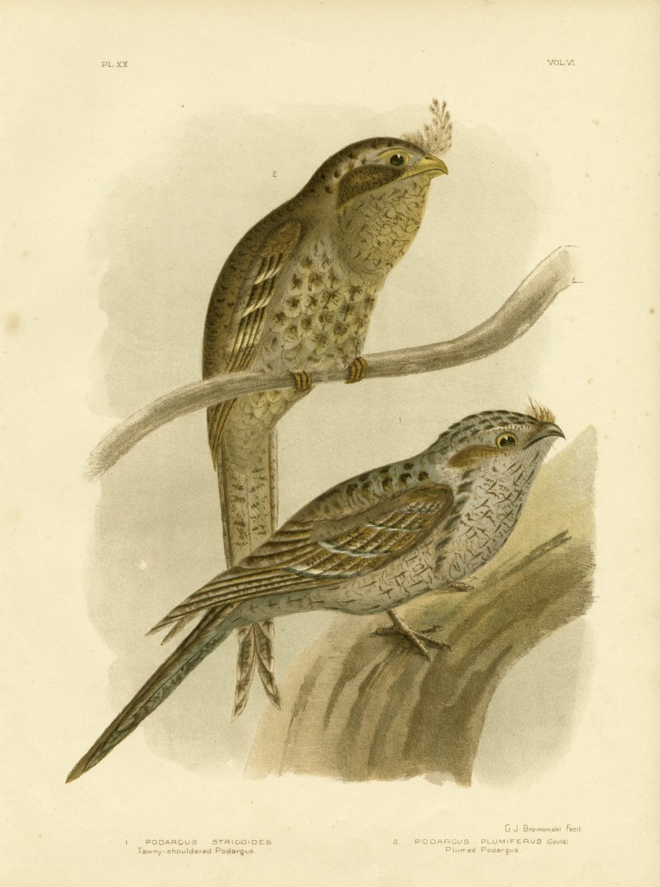 Tawny-Shouldered Podargus或Tawny Frogmouth，1891年 作者 格拉西乌斯·布罗诺诺夫斯基
