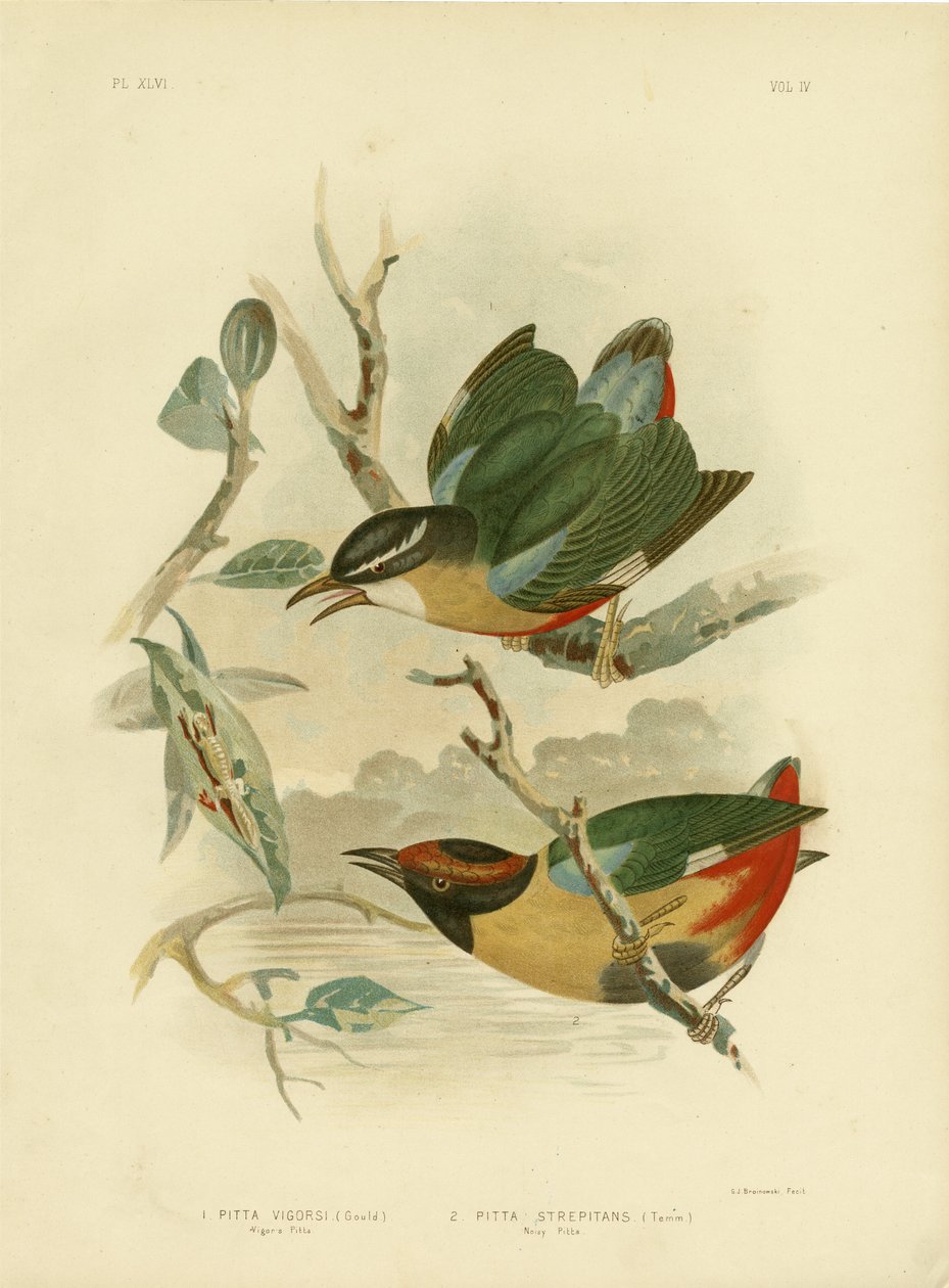 Vigor&39;S Pitta Or Elegant Pitta，1891 作者 格拉西乌斯·布罗诺诺夫斯基