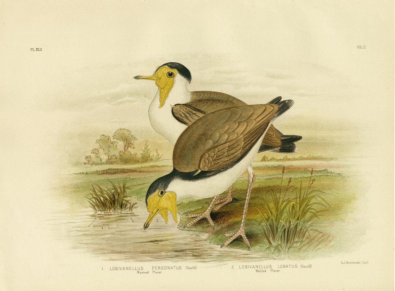 Wattled Plover，1891 作者 格拉西乌斯·布罗诺诺夫斯基