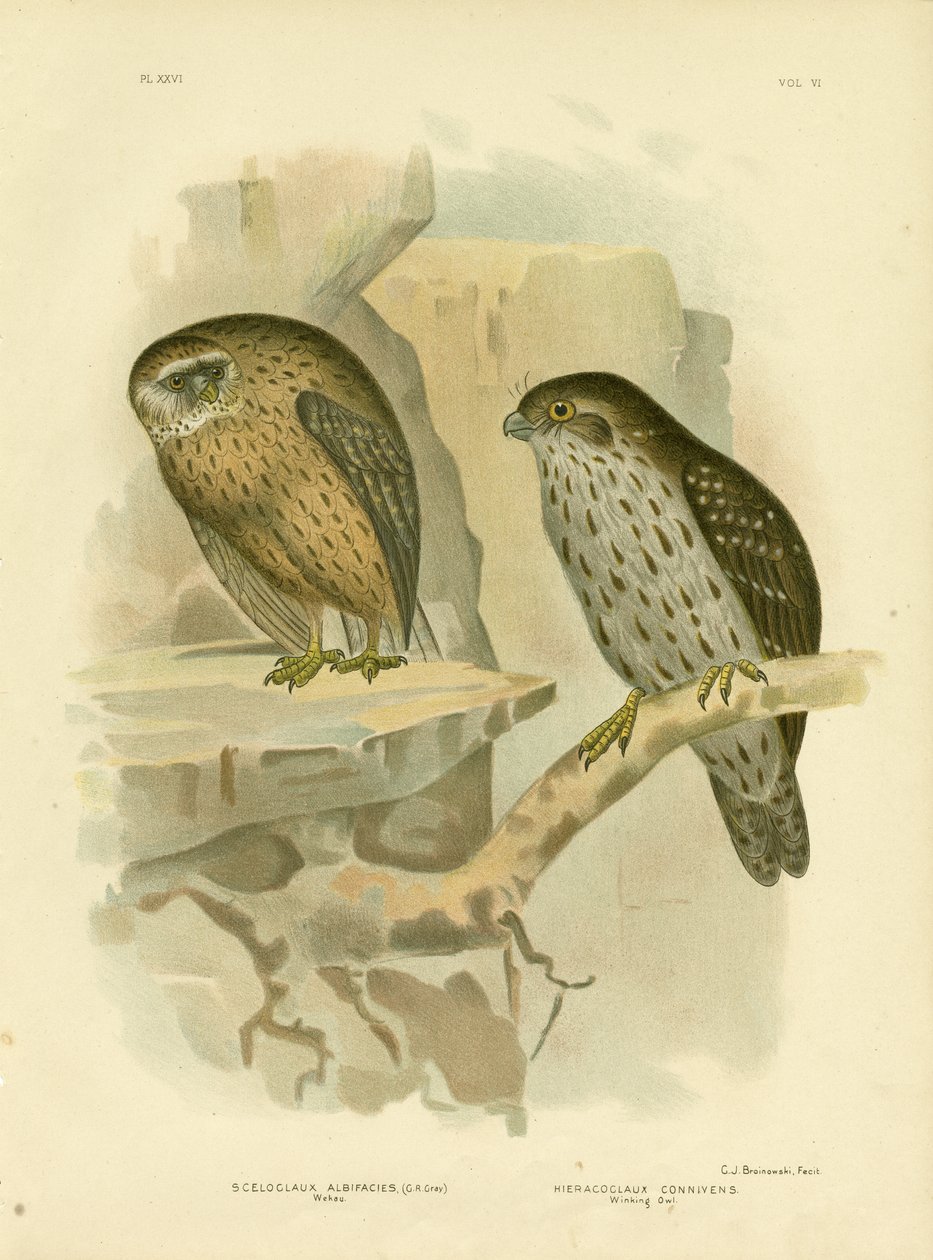 Wekau或Laughing Owl，1891年 作者 格拉西乌斯·布罗诺诺夫斯基