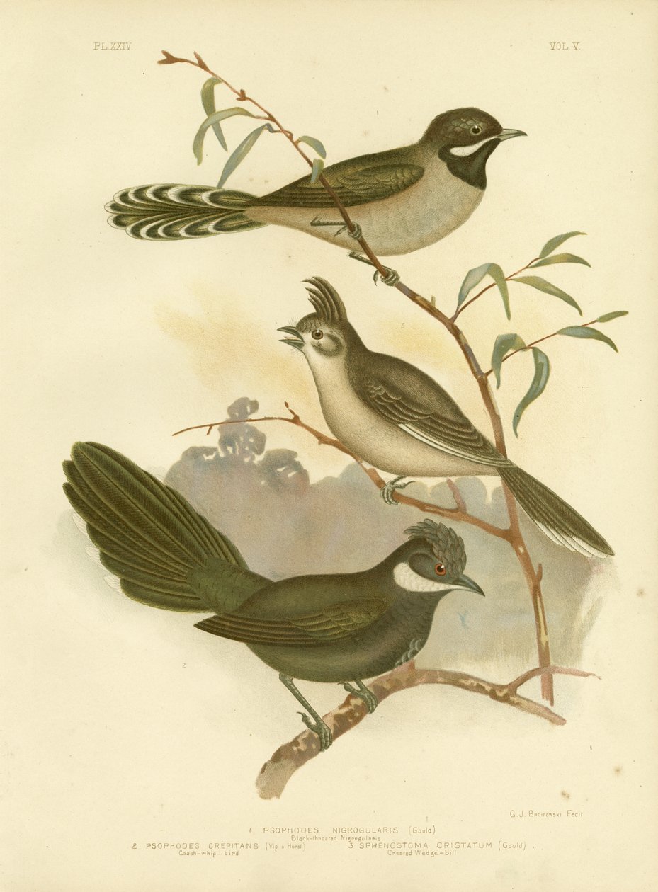 Western Whipbird，1891 作者 格拉西乌斯·布罗诺诺夫斯基