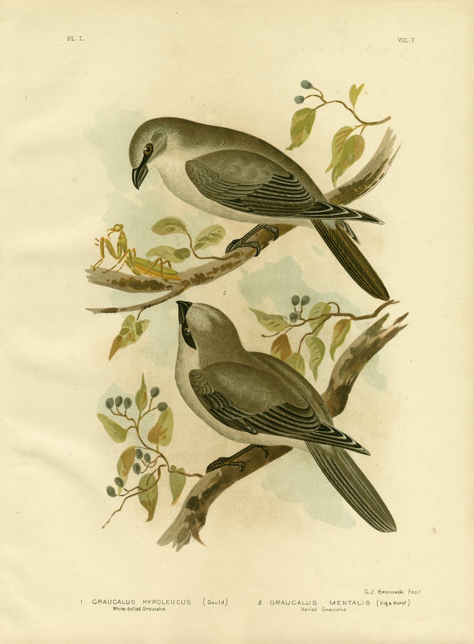 White-Bellied Cuckoo-Shrike，1891 作者 格拉西乌斯·布罗诺诺夫斯基