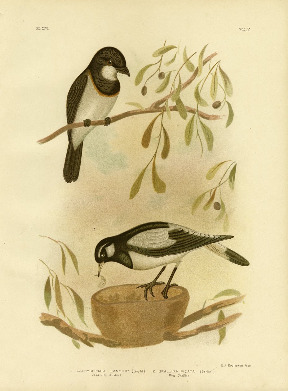怀特惠斯勒，1891年 作者 格拉西乌斯·布罗诺诺夫斯基