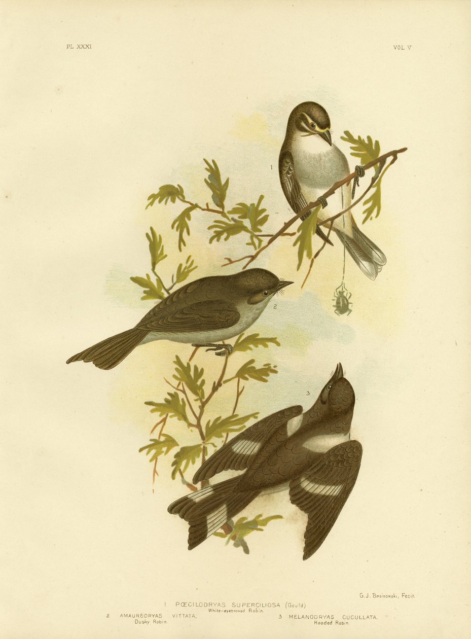White-Eyebrowed Robin，1891 作者 格拉西乌斯·布罗诺诺夫斯基