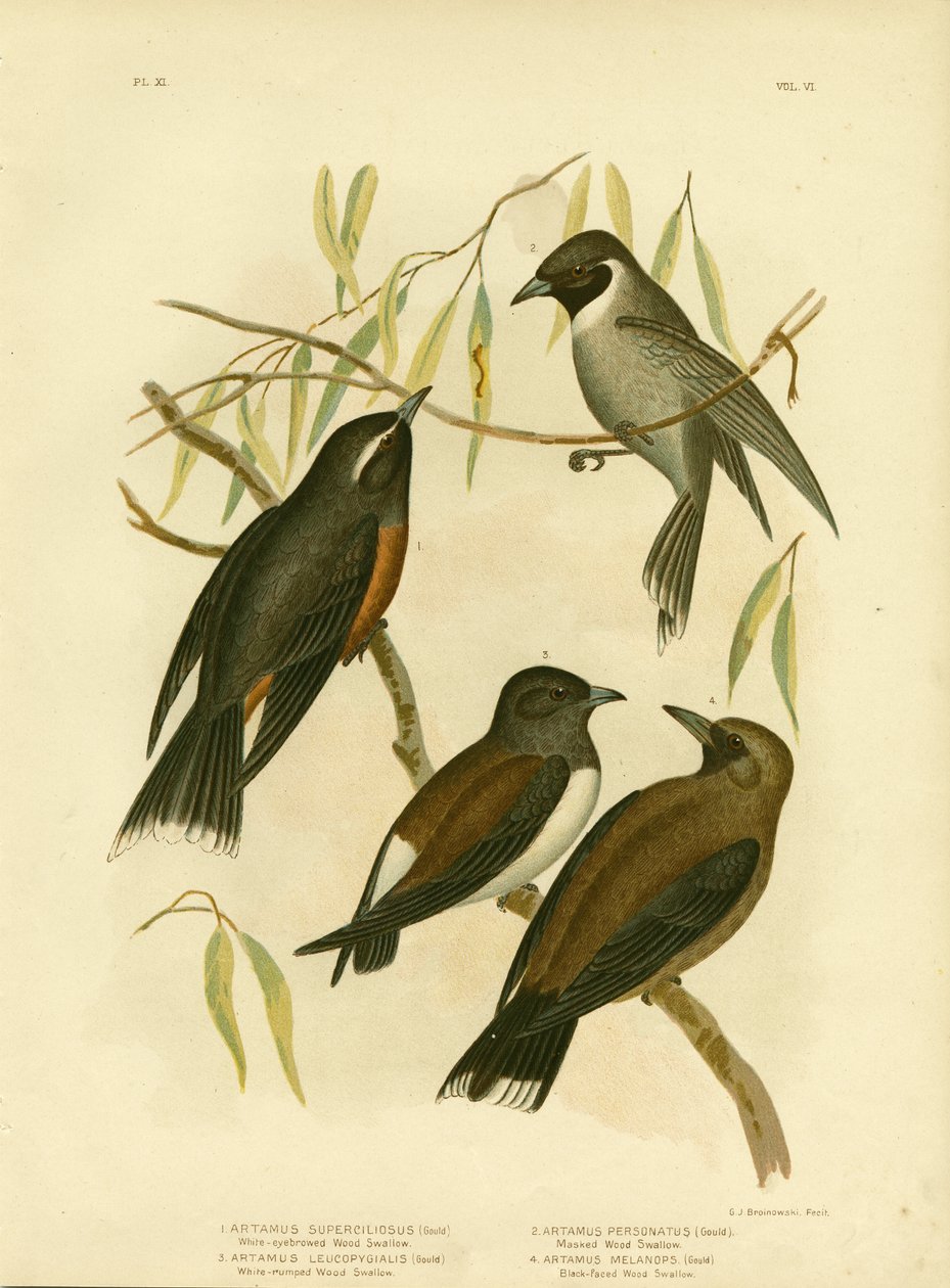 White-Eyebrowed Wood Swallow，1891 作者 格拉西乌斯·布罗诺诺夫斯基