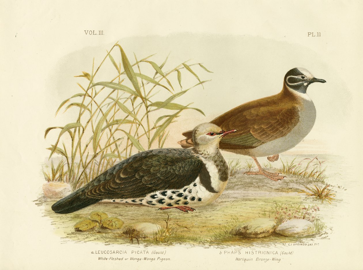 白肉鸽或Wonga Pigeon，1891年 作者 格拉西乌斯·布罗诺诺夫斯基