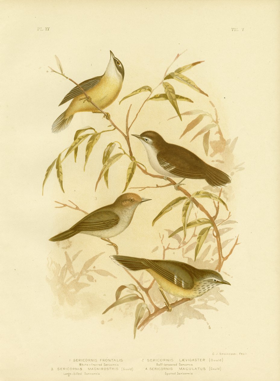 白色的Scrubwren或白色眉毛的Scrubwren，1891年 作者 格拉西乌斯·布罗诺诺夫斯基