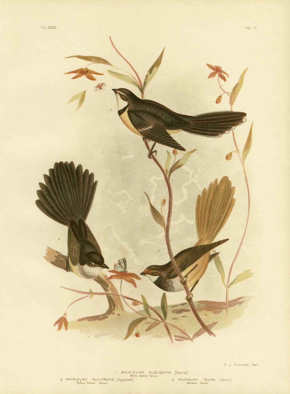 白领扇形或灰色扇形，1891年 作者 格拉西乌斯·布罗诺诺夫斯基