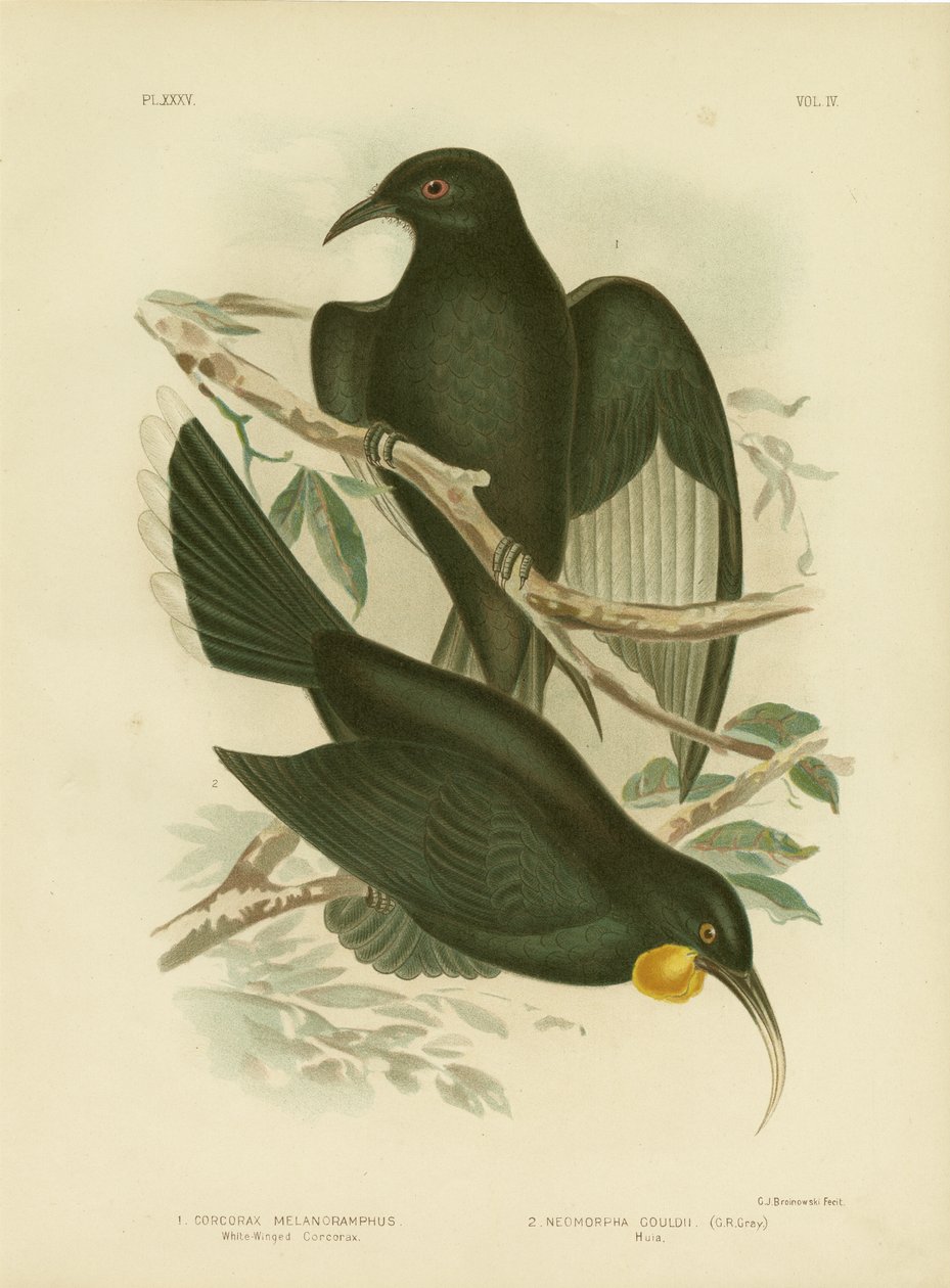 白翅Corcorax，1891年 作者 格拉西乌斯·布罗诺诺夫斯基