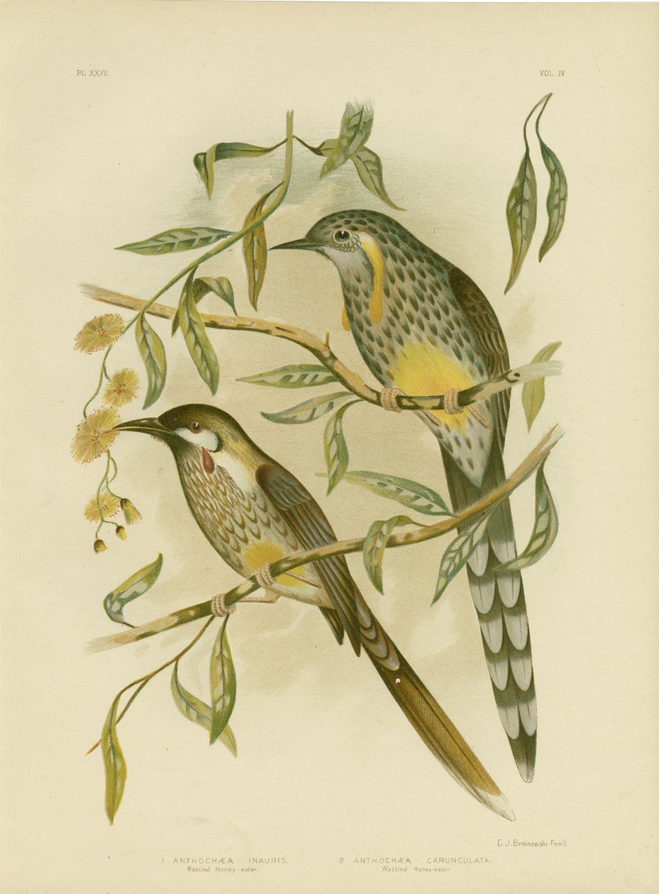 黄色Wattlebird，1891年 作者 格拉西乌斯·布罗诺诺夫斯基
