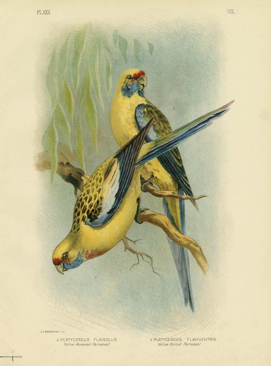 黄腹鹦鹉或黄色Rosella，1891年 作者 格拉西乌斯·布罗诺诺夫斯基