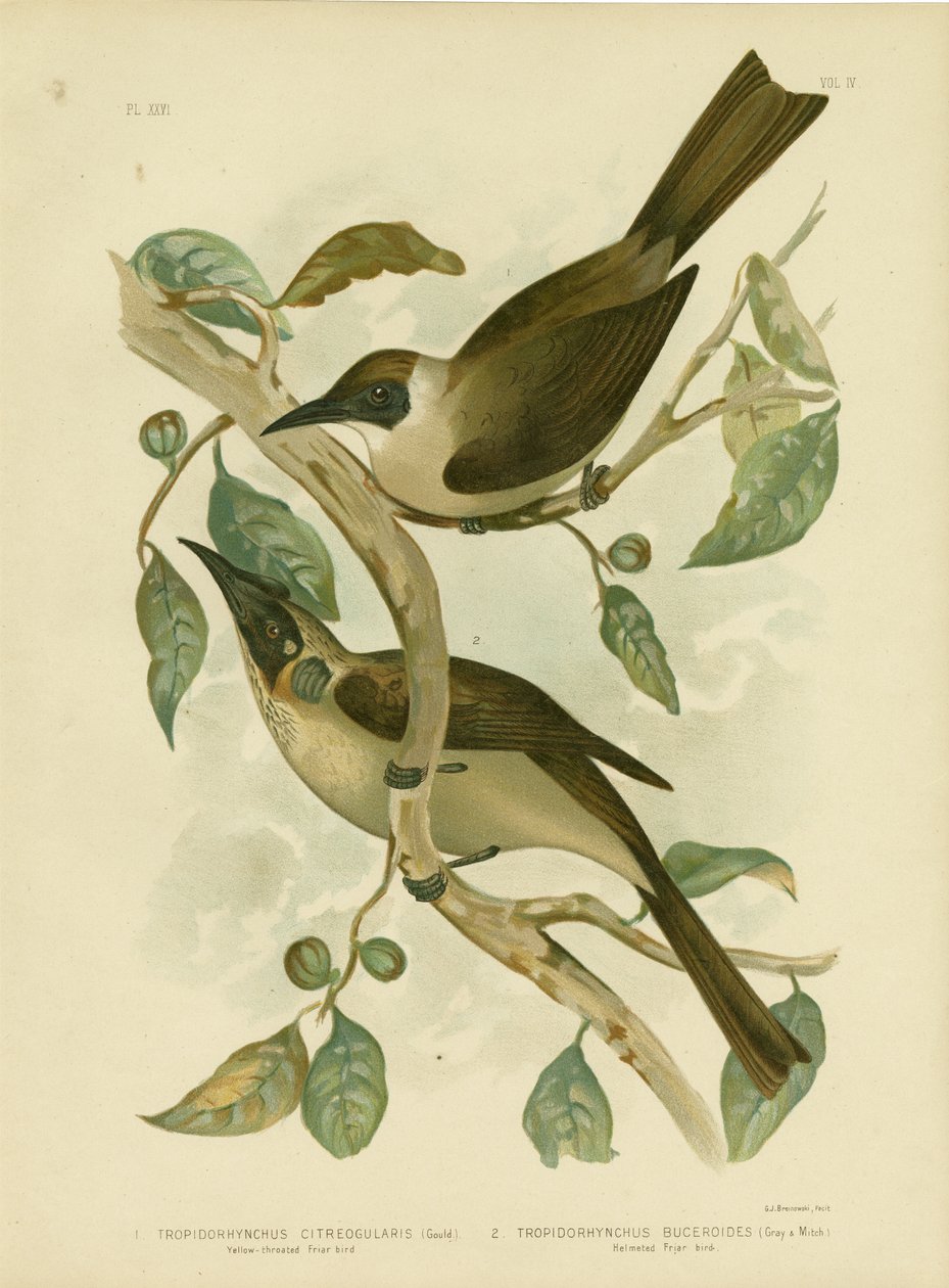 黄色红喉刺莺的Friarbird或小Friarbird，1891年 作者 格拉西乌斯·布罗诺诺夫斯基