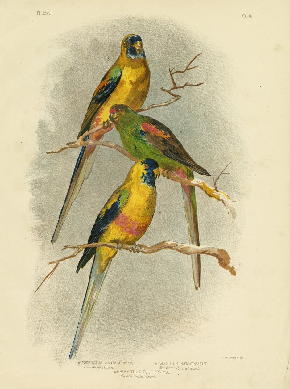 黄色通风的长尾小鹦鹉，1891年 作者 格拉西乌斯·布罗诺诺夫斯基