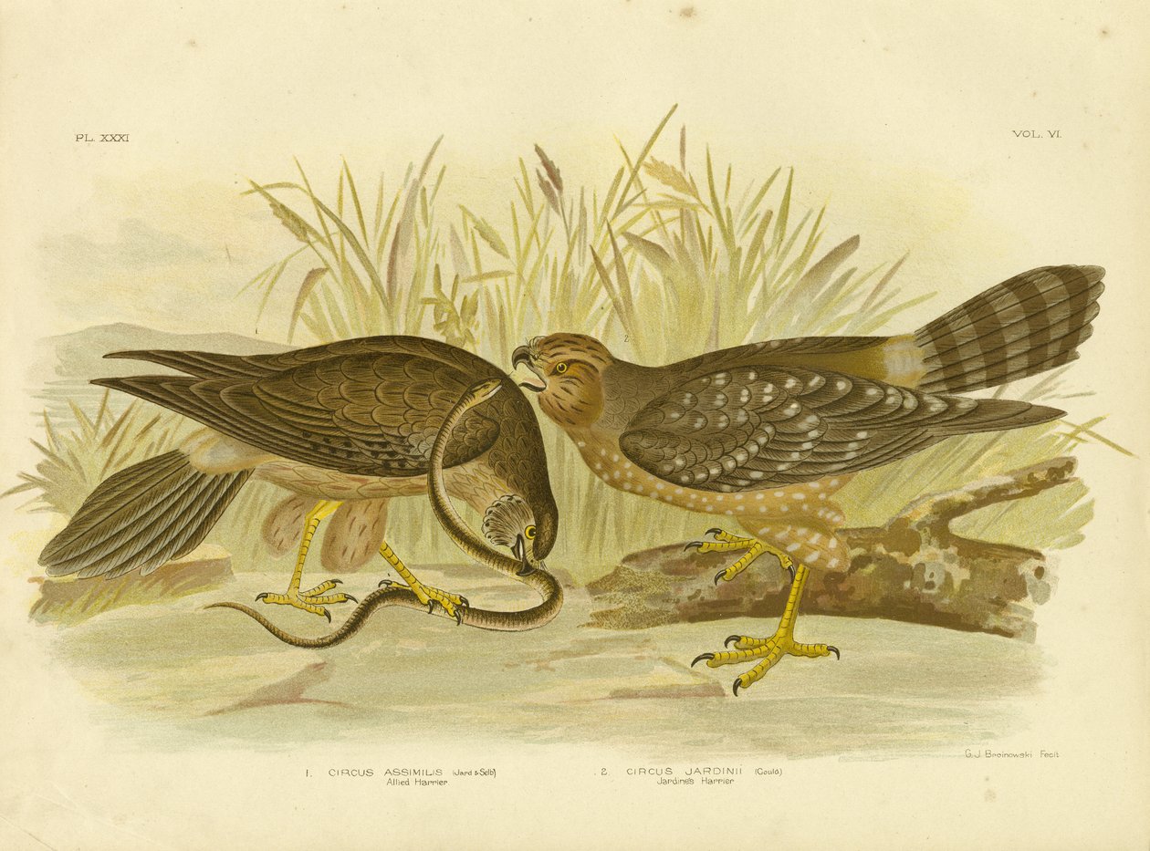 Allied Harrier或Spotted Harrier，1891 作者 格拉西乌斯·布罗诺诺夫斯基