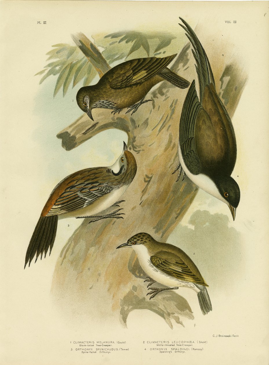 Black-Tailed Treecreeper，1891 作者 格拉西乌斯·布罗诺诺夫斯基