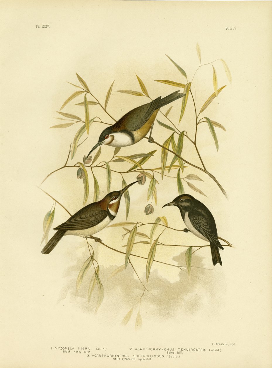 黑色Honeyeater，1891年 作者 格拉西乌斯·布罗诺诺夫斯基