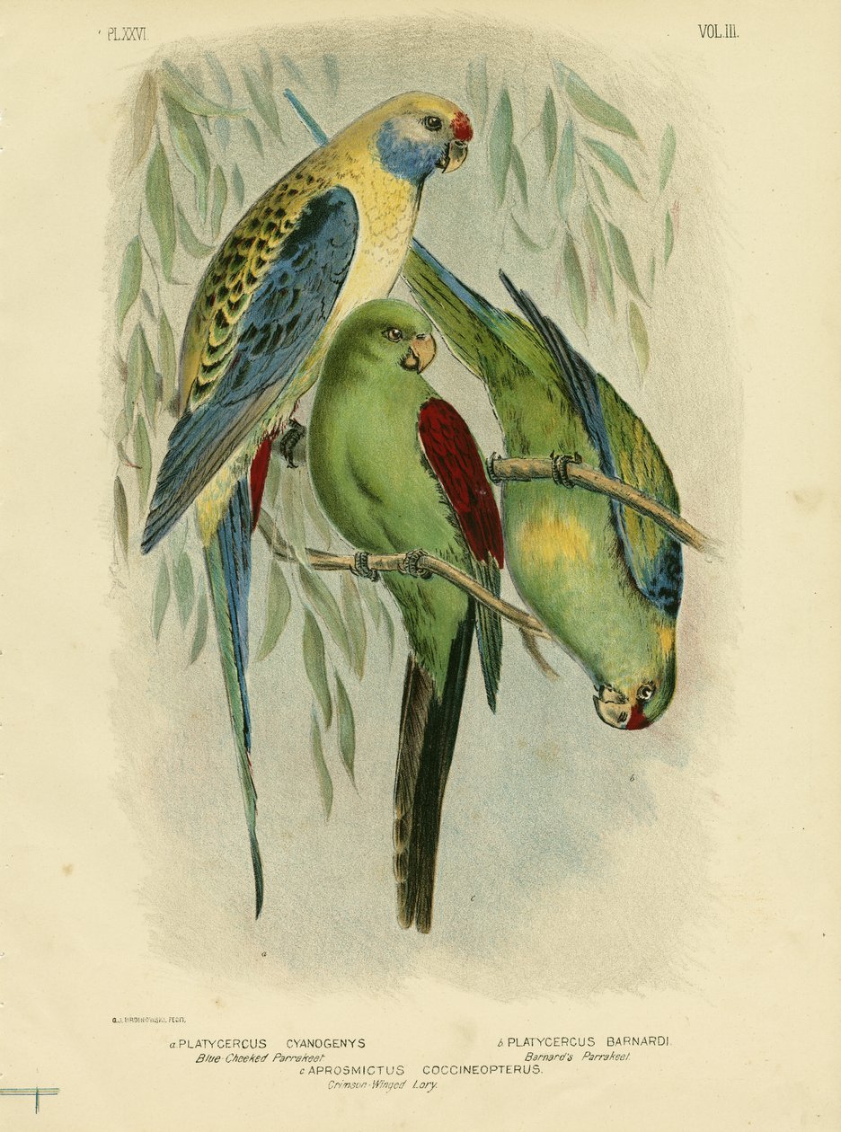 Blue-Cheeked Parakeet，1891 作者 格拉西乌斯·布罗诺诺夫斯基