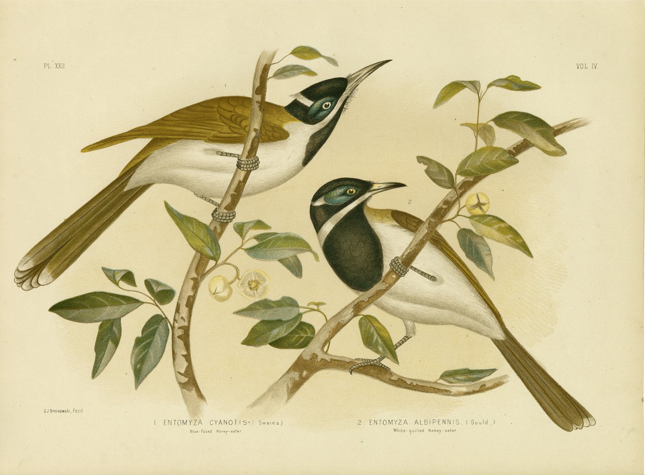 Blue-Faced Honeyeater，1891 作者 格拉西乌斯·布罗诺诺夫斯基