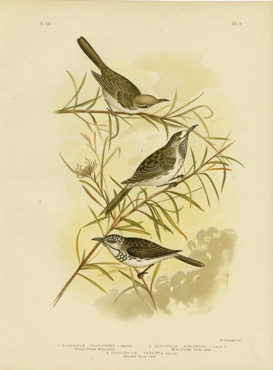 辉煌前面的Honeyeater，1891年 作者 格拉西乌斯·布罗诺诺夫斯基