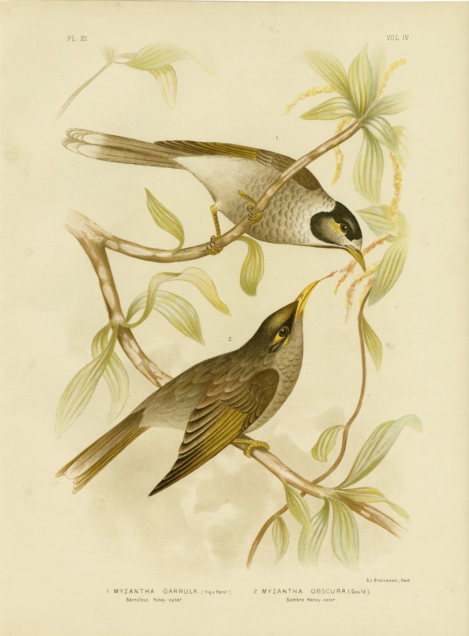 Garruulous Honeyeater或Noisy Miner，1891 作者 格拉西乌斯·布罗诺诺夫斯基