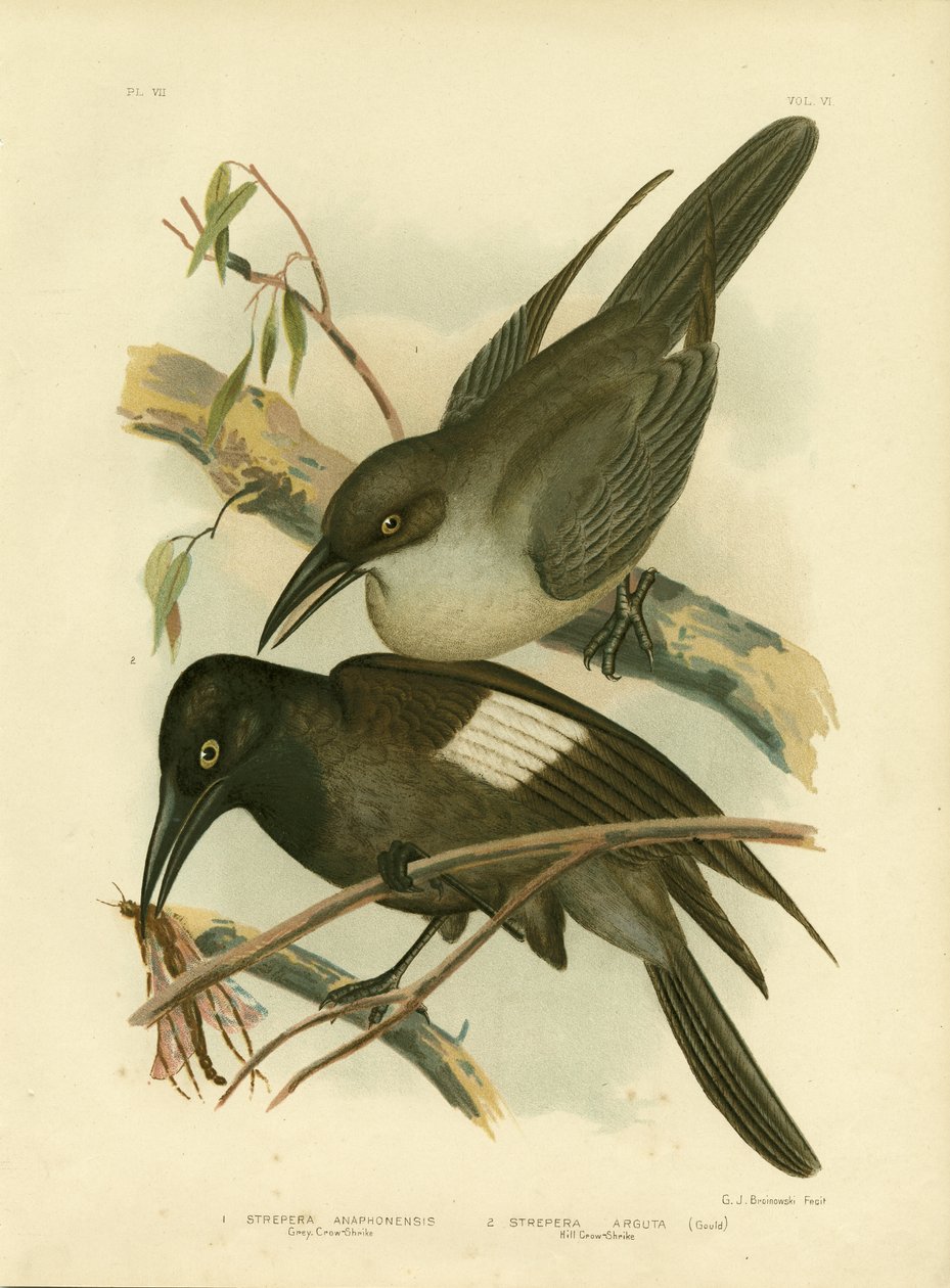 Grey Crow-Shrike，1891年 作者 格拉西乌斯·布罗诺诺夫斯基