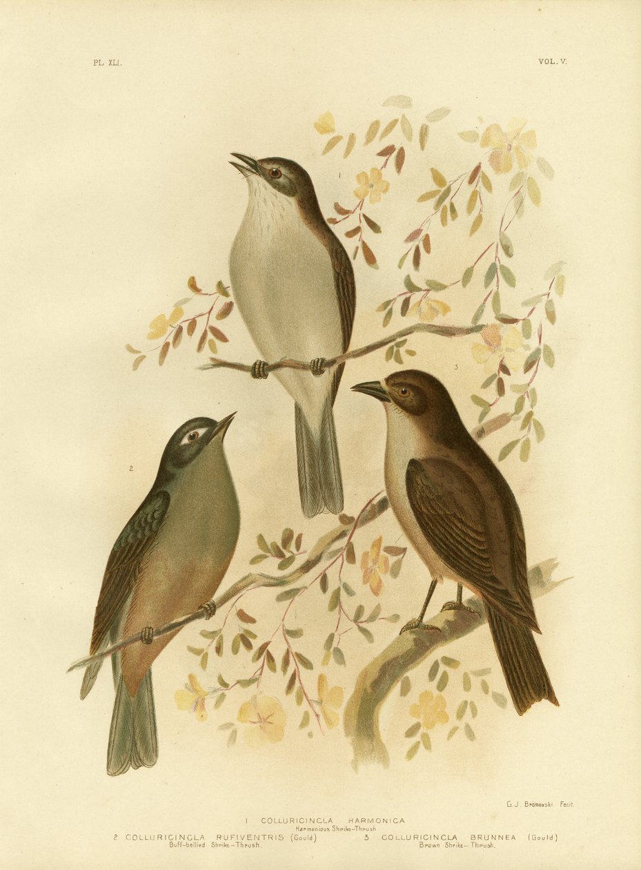 和谐的伯劳鸟 - 鹅口疮或灰色伯劳鸟 - 画眉，1891年 作者 格拉西乌斯·布罗诺诺夫斯基