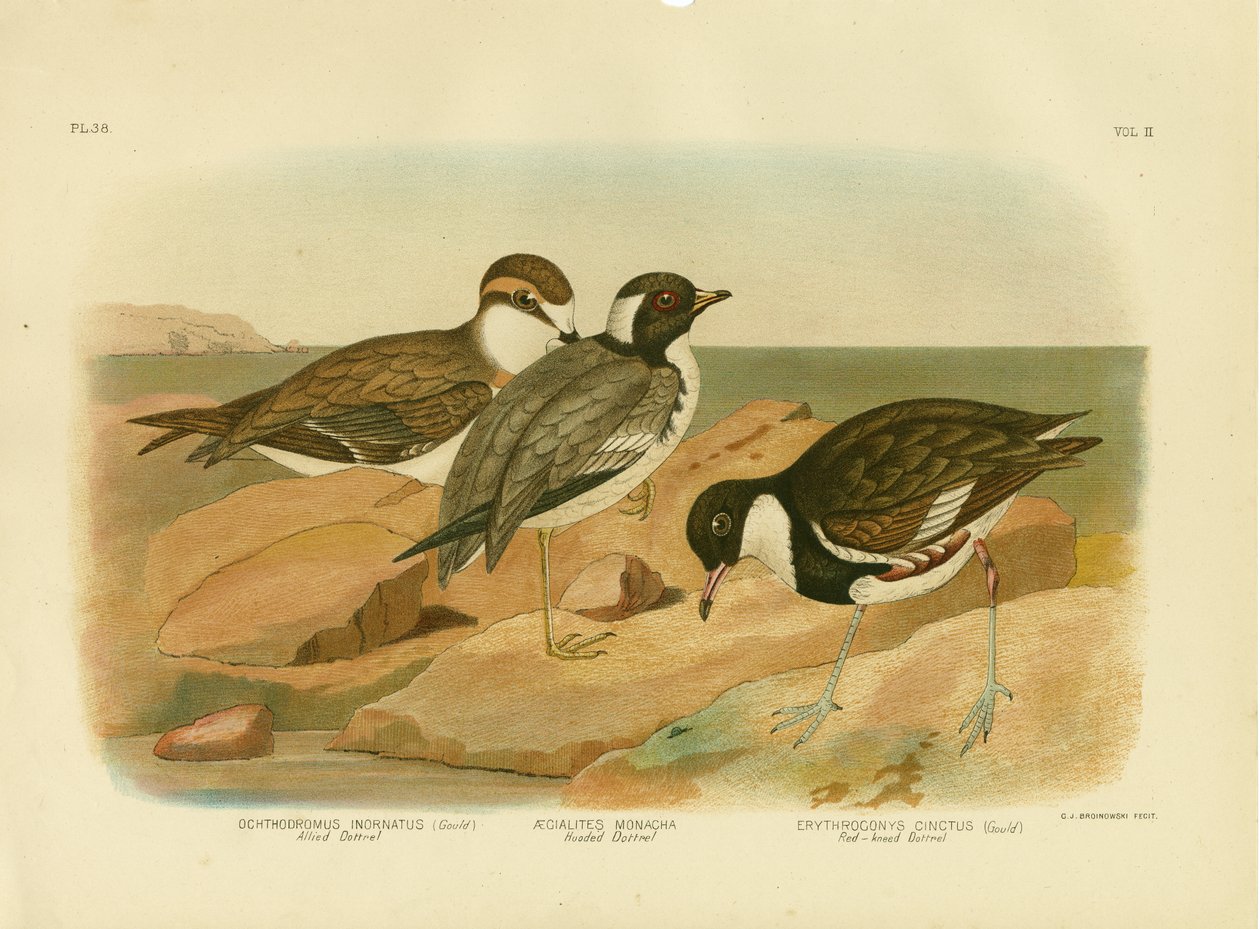 连帽的Dotterel，1891年 作者 格拉西乌斯·布罗诺诺夫斯基