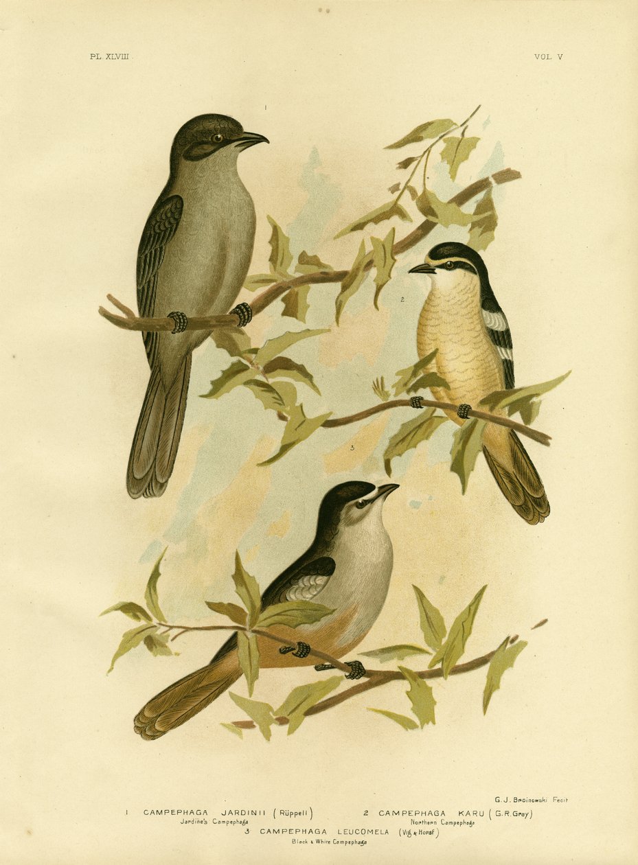Jardines Campephaga或Common Cicadabird，1891 作者 格拉西乌斯·布罗诺诺夫斯基