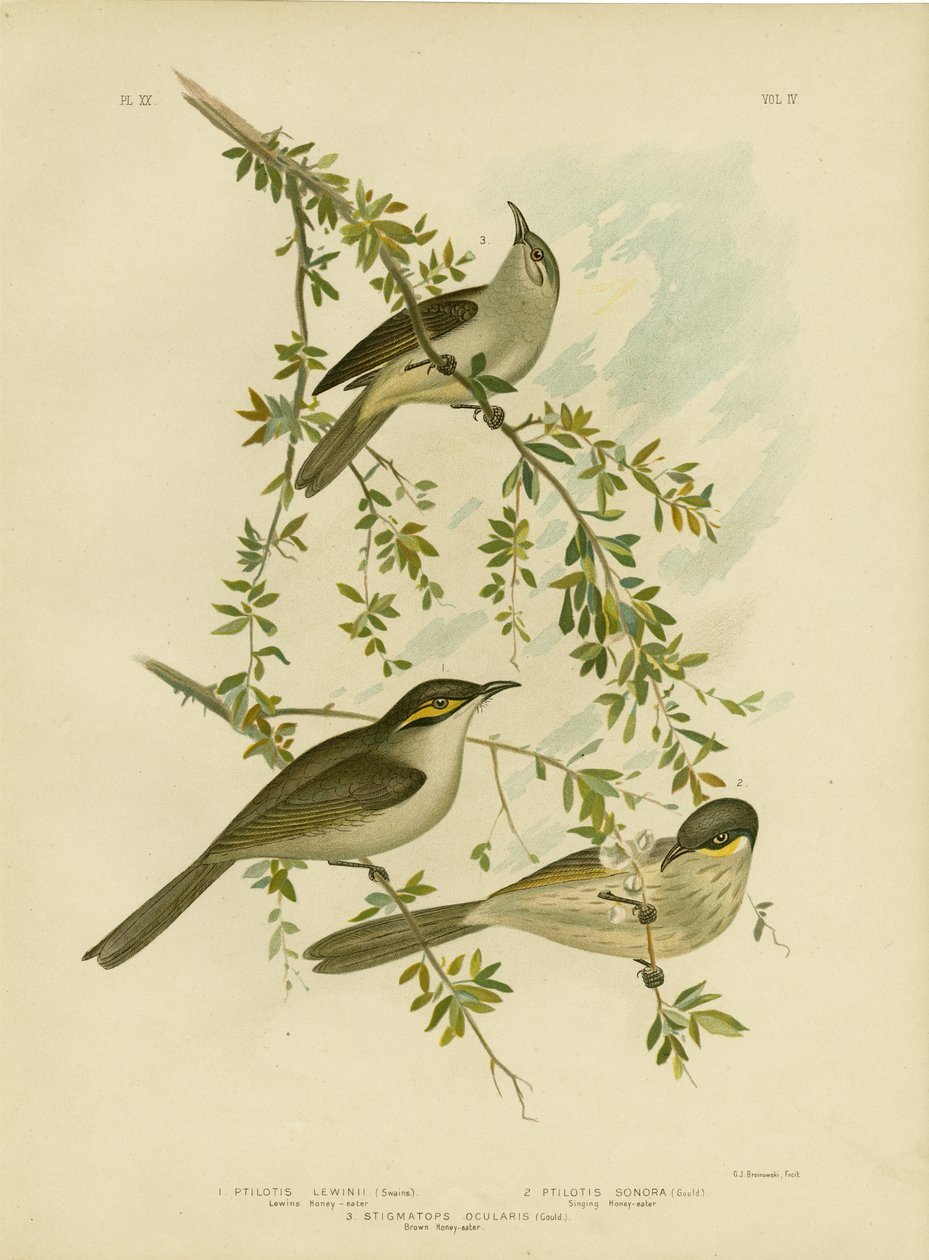 Lewin Honeyeater，1891年 作者 格拉西乌斯·布罗诺诺夫斯基