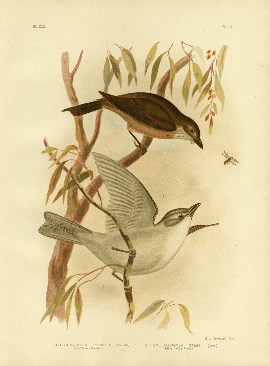 Little Shrike-Thrush，1891 作者 格拉西乌斯·布罗诺诺夫斯基
